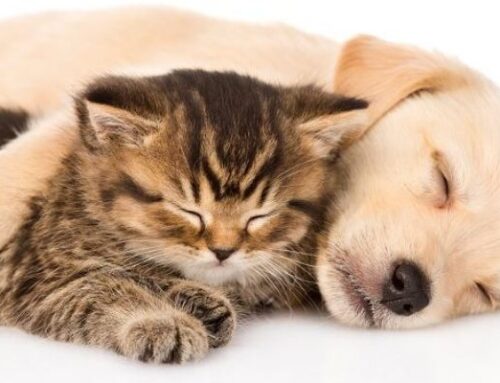 A Heart That Holds the World