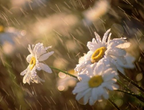 Be Rain