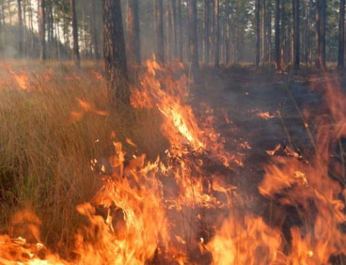 The Gift of Fire